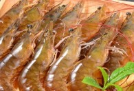 河虾养殖条件 河虾养殖条件有哪些