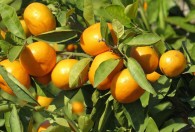 四川橘子什么季节成熟 四川橘子的价值