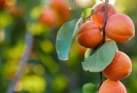 梅子和杏子是什么季节成熟的 梅子和杏子成熟季节简介