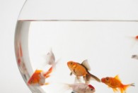 鱼缸放在家里什么方位旺财 鱼缸摆什么方位旺财