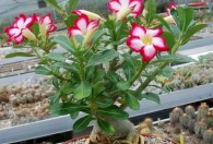 沙漠玫瑰花盆栽怎么种 沙漠玫瑰盆栽方法