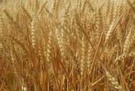 麦子成熟的季节 麦子成熟的季节是何时
