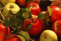 香苹果树种子种植方法 香苹果树种子种植方法是怎样的