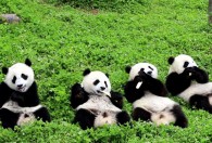大熊猫原产地是中国吗 大熊猫原产地是不是中国