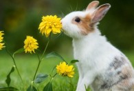 兔子怎么养才不会臭 兔子如何养才不会臭