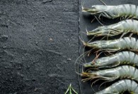米虾养殖条件 米虾养殖需要哪些条件