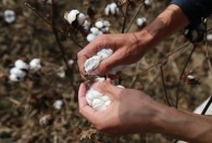 棉草什么时候采摘最佳 棉花的采摘季节是什么时候