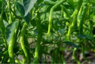 怎样判断青椒成熟了可以采摘 如何判断青椒成熟了可以采摘