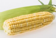 怎样判断玉米可以采摘了 如何判断玉米可以采摘了