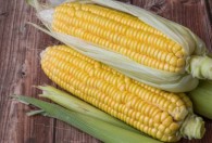 怎样判断玉米可以采摘 如何判断玉米可以采摘