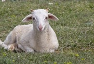怎么养羊才能长得快 养羊长得快的技巧