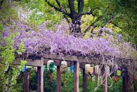 紫藤怎么种 紫藤种植方法