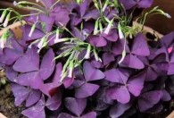 紫色醡浆草怎么养才长得好 如何养紫色醡浆草才长得好