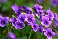 紫花地丁什么时间采摘最好 紫花地丁什么时候采摘最好