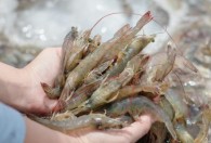 河虾需要炒多久能熟 河虾大概需要炒多久能熟