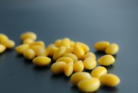 早黄豆什么时候种最合适 早黄豆种植时间