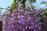 紫藤在广东能种吗 紫藤可以在广东种吗