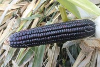 八月份可以种黑玉米吗 八月份能种黑玉米吗