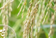 水稻成熟期是几月 水稻成熟期是几月份