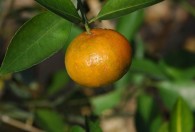 橘子的自然成熟期是几月份 橘子介绍