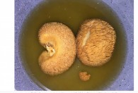 猴头菇快速泡发的方法 猴头菇快速泡发技巧