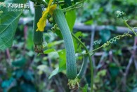 地膜丝瓜最佳种植时间 关于地膜丝瓜最佳种植时间
