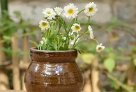 适合陶罐种植的花草 适合陶罐种植的花草有哪些