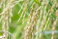 稻谷最早起源于哪个朝代 水稻最早出现在什么朝代