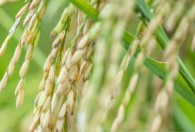 南方几月种植水稻最好 南方种植水稻的时间