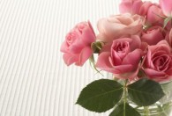 玫瑰家庭盆栽怎么养护 如何养殖玫瑰