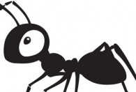 怎么除掉家里的红蚂蚁 如何消灭家里的红蚂蚁