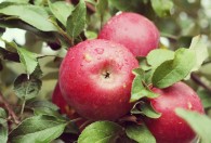 怎样挑选好吃又脆的苹果 好吃又脆的苹果怎么挑选？