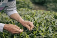 喝过茶的茶叶可以当肥料吗 茶叶可以当肥料用吗