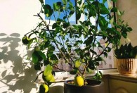 盆栽柠檬夏天怎么不长叶子 盆栽柠檬夏天不长叶子的原因