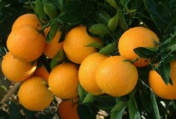 冰糖橙几月份成熟 冰糖橙的成熟时间是几月