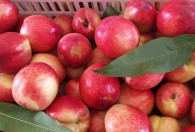 山东油桃几月份成熟 山东油桃哪个月份成熟的呢