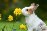 兔子本命年可以戴金吗 属兔的本命年可以戴金子吗