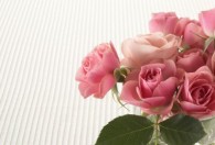 玫瑰花被称为什么 玫瑰花有啥别称呢