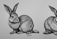 怎样画一只兔子