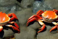 螃蟹下水最旺的地方是什么