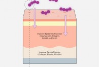 韩国COSMAX发现抗衰老的皮肤微生物