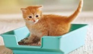 小猫多大可以用猫砂 小猫多久可以用猫砂
