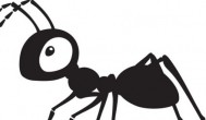 家里蚂蚁多怎么办 家里蚂蚁多怎么处理