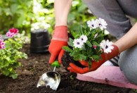 庭院土壤状况的选择是怎样 庭院土壤状况怎么选择