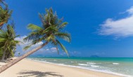 为什么椰子树生长在海边 椰子树生长在海边的原因