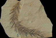 最常见的植物化石是什么 最常见的植物化石介绍