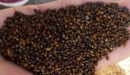 沙棘种子种植方法 沙棘种子种植方法是什么