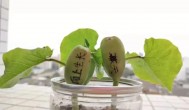 魔豆种子怎么种植方法 魔豆种子如何种植
