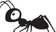 家里有蚂蚁什么兆头 风水学中家里有蚂蚁是什么征兆