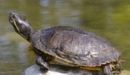 苏卡达陆龟是保护动物吗 苏卡达陆龟是否保护动物